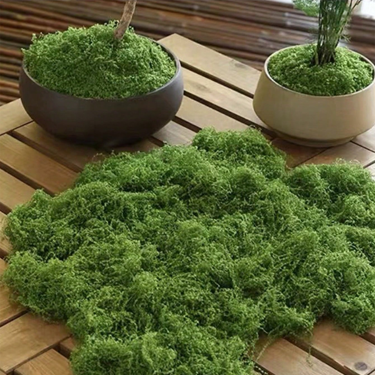 250g Artificial Moss Decoratio - đánh giá và giá Bonsai Garden Layout