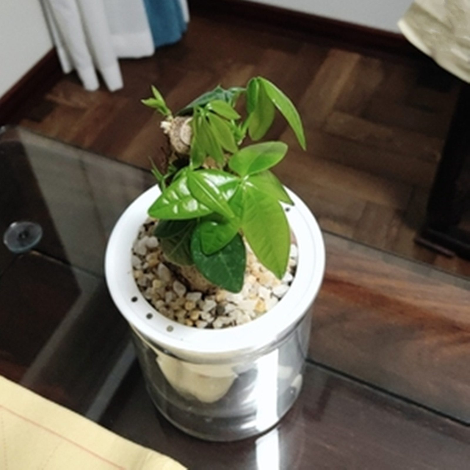 Self Watering Planter Pots Min - đánh giá và giá Japanese Garden Bonsai