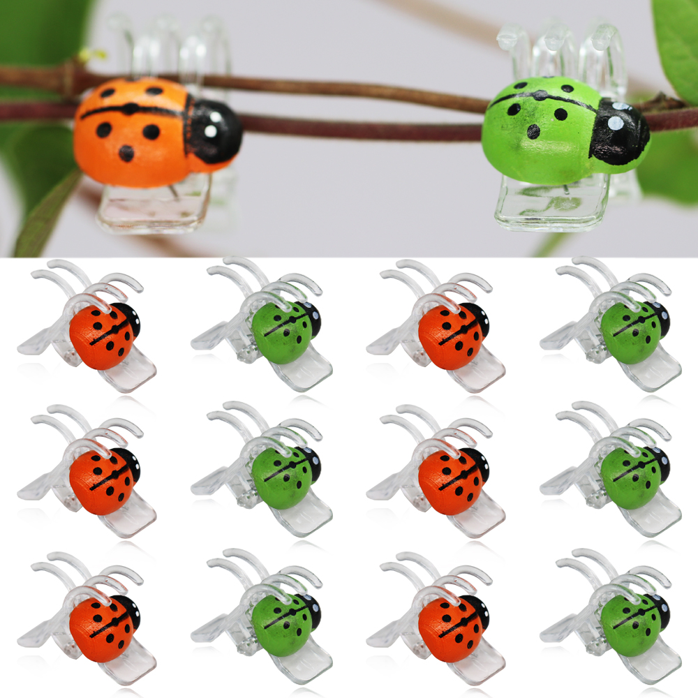 10-800PCS Ladybird Orchid Clip - đánh giá và giá Bonsai Garden Ideas