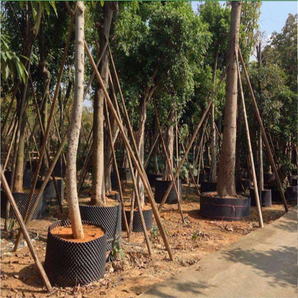 Grow Container Garden Tree Bon - đánh giá và giá Bonsai Gardening