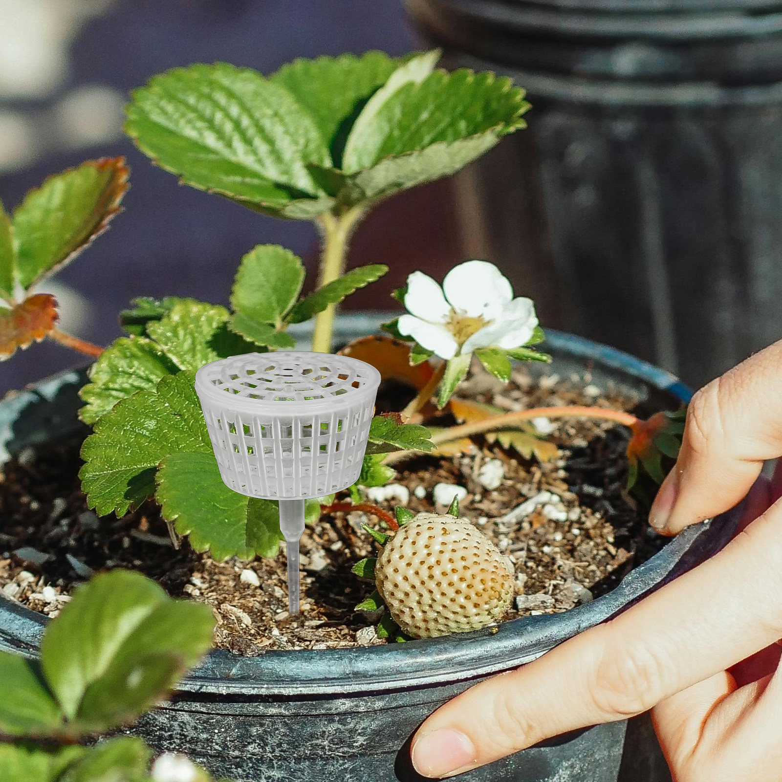 10Pcs Fertilizer Box Plastic L - đánh giá và giá Bonsai Gardening