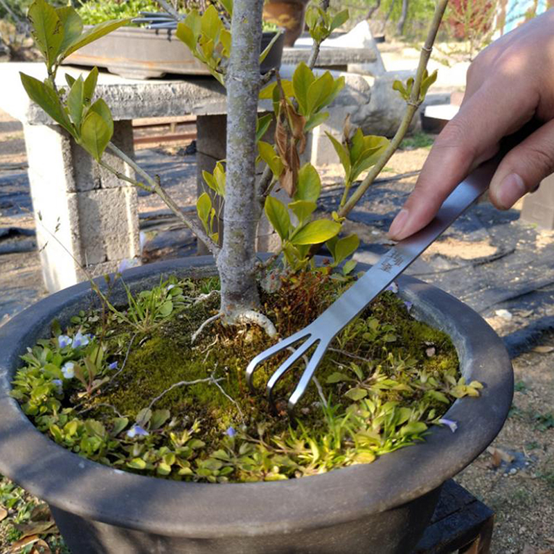 Hot Sale Stainless Steel Root  - đánh giá và giá Bonsai Garden For Sale