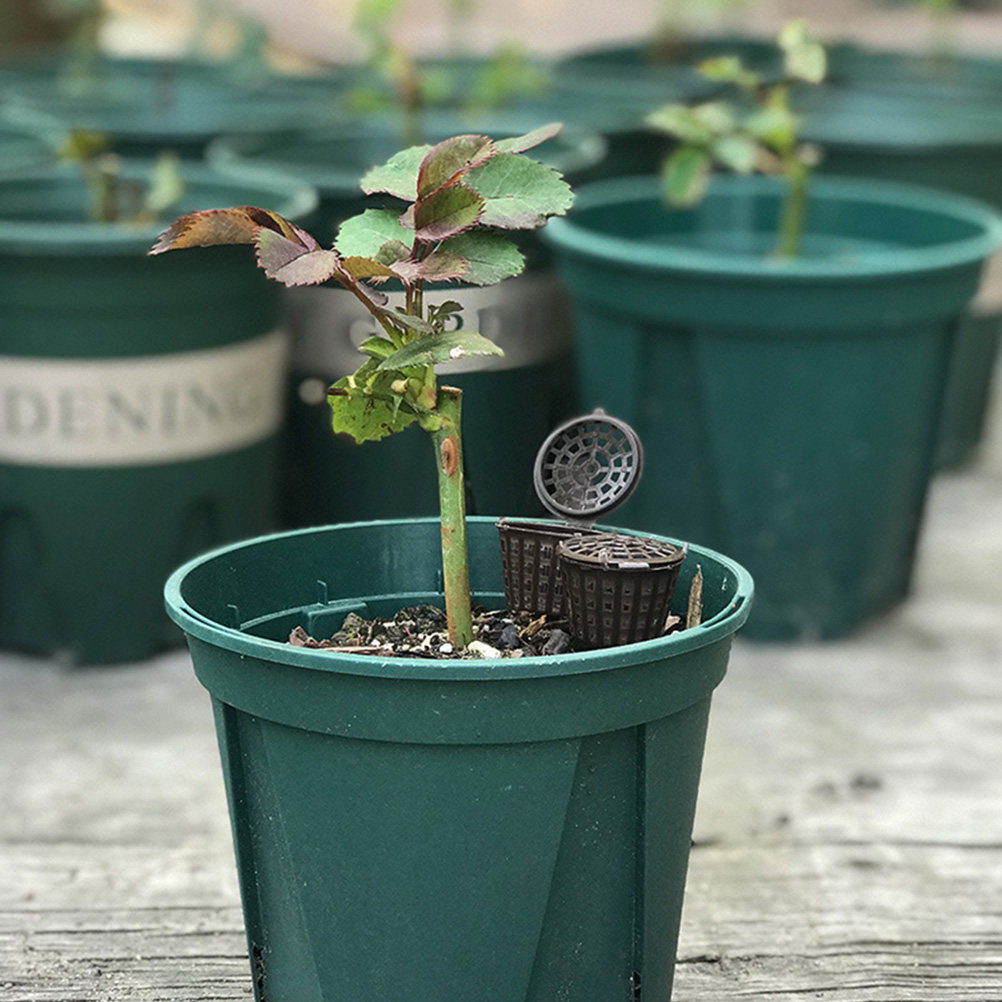 30Pcs Bonsai Fertilizer Basket - đánh giá và giá Bonsai Gardening